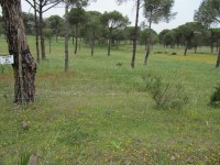 /album/a12-04-punta-umbria/img-0009-jpg1/