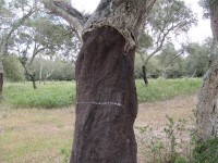 /album/melides-16-04-19-04/img-0021-jpg1/